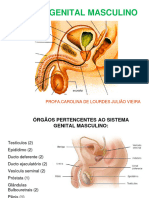 Sistema Genital Masculino Profa Carolina Juliao