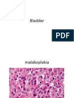 Bladder and Testis. Pic