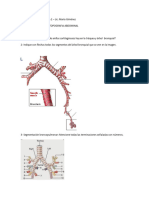 Anatomia 2 Sistema Respiratorio y Topografia Abdominal