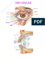 Globo Ocular