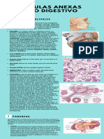 Infografia Sobre Glandulas Anexas Del Tubo Digestivo