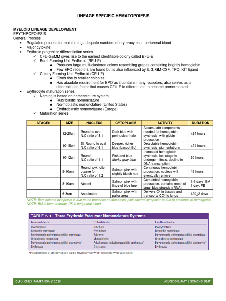 Week+4+Lineage+Specific+Hematopoiesis Revised+ + | PDF | Granulocyte ...