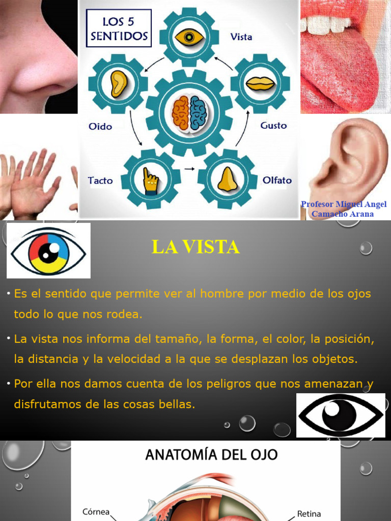 1 Los Sentidos Pdf Oído Gusto