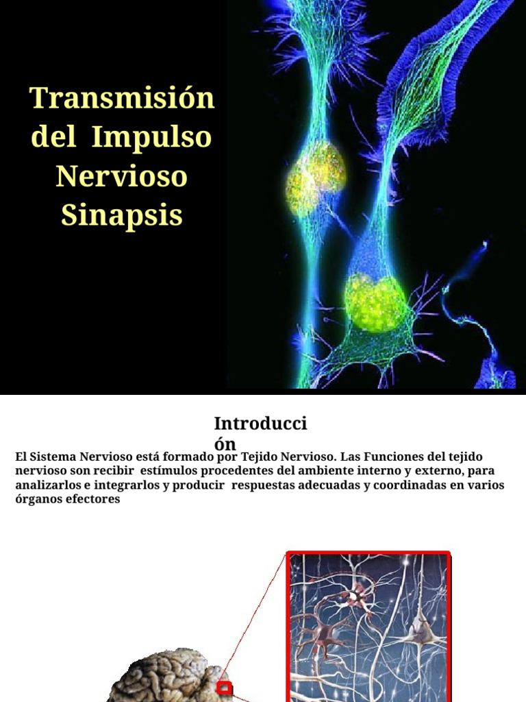 Sinapsis y Transmisión del Impulso Nervioso | PDF | Sinapsis | Neurona