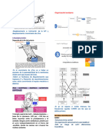 Copia de 1-Anato en ORL - Docx-7-9