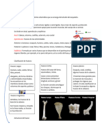 Osteología General