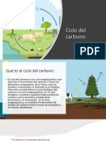 Ciclo Del Carbono Biologia