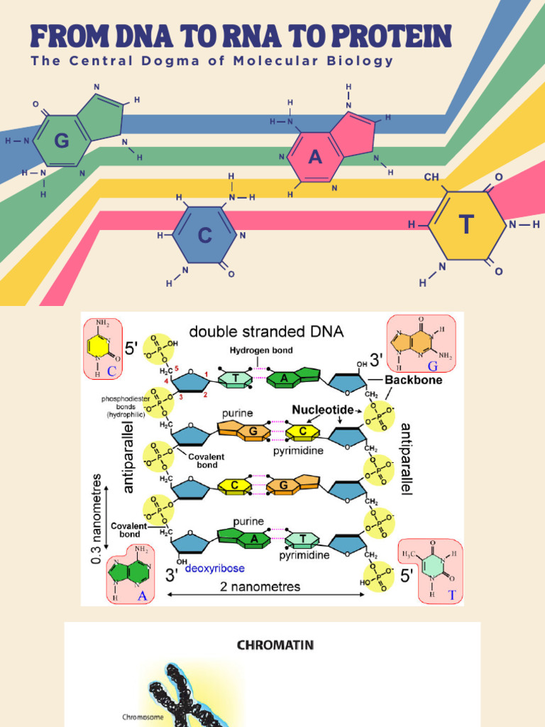 DNA - MODULE 3 | PDF