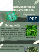 Selaginella.pptx_20240131_103904_0000