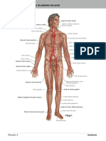 Principales Artères Et Zones de Palpation Des Pouls