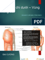 Giải Phẫu Chi Dưới - Cơ Mạch Máu Tk