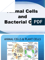 Animal Cells and Bacterial Cells