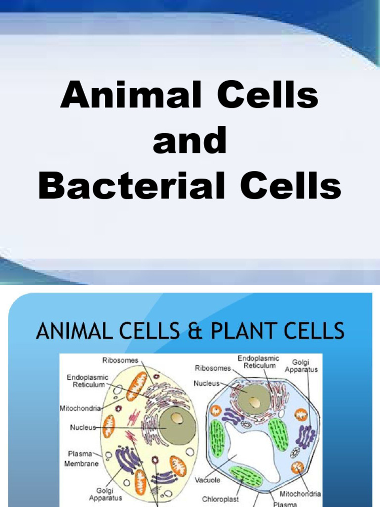 Animal Cells and Bacterial Cells | PDF | Cell (Biology) | Bacteria