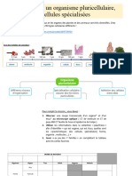 Activite 2 Organisme Pluricellulaire