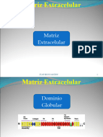 Matriz Extracelular 2023