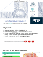 4 - Anatomy of Male Reproductive System