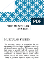 HAP Lesson 3 (Muscular System)