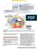 LIBRO MOORE ANATOMIA ORIENTACION CLINICA