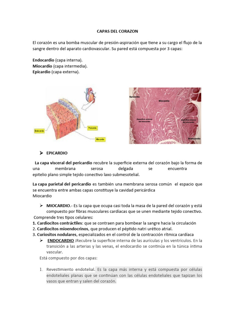 CAPAS DEL CORAZON | PDF