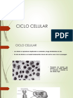 Ciclo Celular, Mitosis