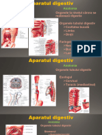 Curs Aparatul Digestiv