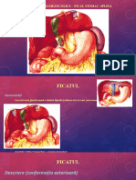 Curs Ficat, Stomac, Splina