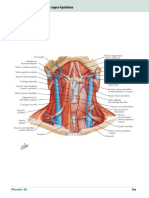 Infra Hyoïdiens Et Supra Hyoïdiens