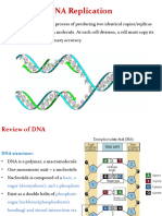 DNA Replication