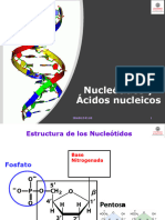 ANucleicos - Studium2019