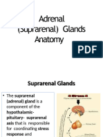 3 - Adrenal Glands (386-389, 184-187, 215-217)
