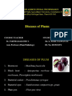 Diseases of Plum