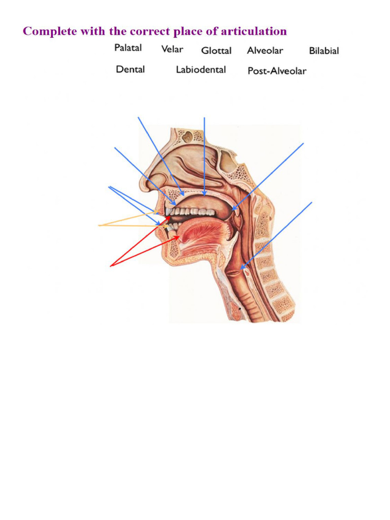 Points of Articulation | PDF