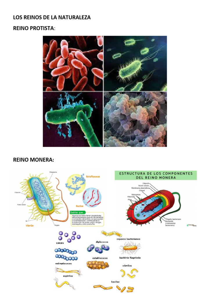 Reinos de la Naturaleza: Guía Visual | PDF
