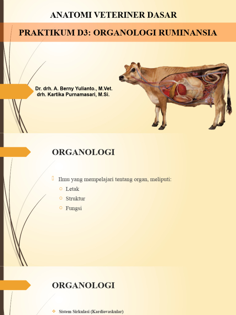 Anatomi Veteriner Dasar (D3) - 09. Praktikum Organologi Ruminansia | PDF