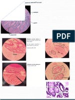 Teglandular-Lâminas 230321 164646