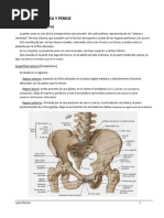 Anatomía de la Pelvis y Línea Innominada | PDF | Pelvis | Anatomía humana