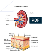 GAMBAR ORGAN EKSRESI