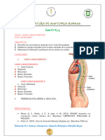 Aorta Descendente