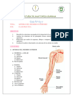 6y7. Arterias de Miembro Superior