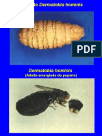 Parasitologia - Díptera, Ptera Siphon Apt Era, A Anoplura