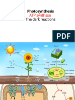 Photosynthesis-ATP Synthase & Dark Reaction