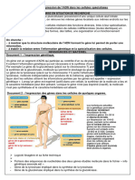 Activité 4 ADN Spécialisation Des Cellules TP