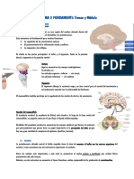 Tema 3 FONDAMENTI ANATOMO-FISIOLOGICI DELL'ATTIVITÀ PSICHICA