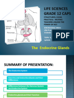 PP17 Human Endocrine System 1467827365