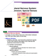 Chapter 6 the Peripheral Nervous System, Afferent Division
