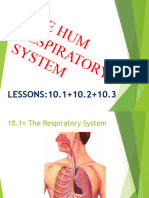 The Respiratory System