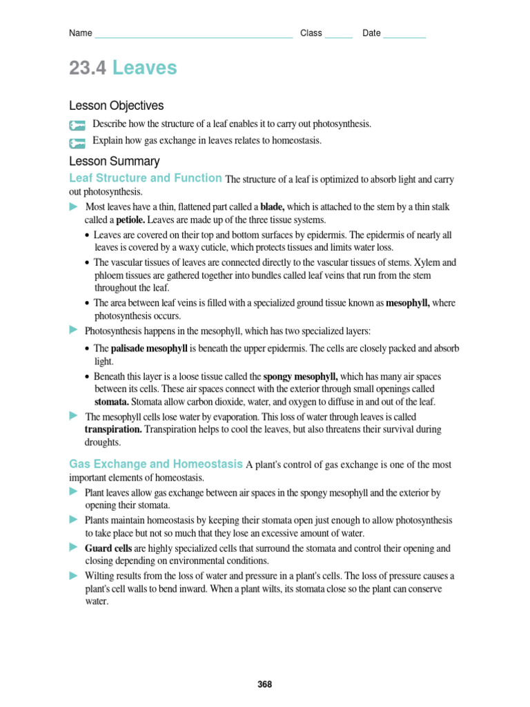 Leaf Structure and Function Overview | PDF | Leaf | Plant Stem