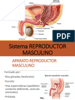 Sistema Reproductor Masculino 2022