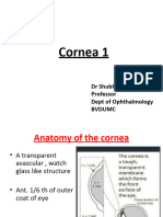 Cornea - 1