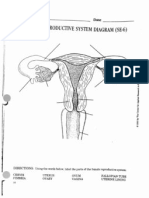 Female Reproduction Systems Internal